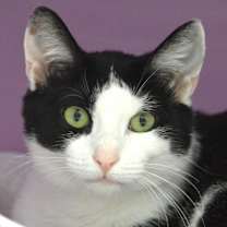 Thumbnail photo of Cookie #3