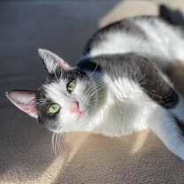Thumbnail photo of Cookie #4