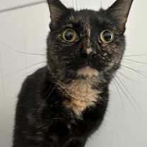 Thumbnail photo of Tortilla #1