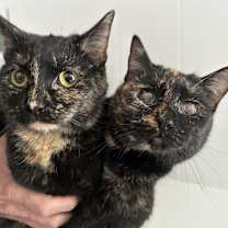 Thumbnail photo of Torta - Blind #2