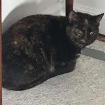 Thumbnail photo of Torta - Blind #3