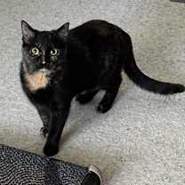 Thumbnail photo of Tortilla #3