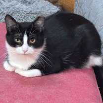 Thumbnail photo of Penguin #2