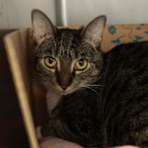 Thumbnail photo of Lola #3
