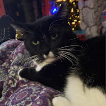 Thumbnail photo of Spunky #2