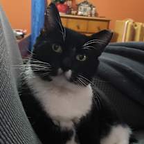Thumbnail photo of Spunky #3