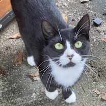 Thumbnail photo of Mittens #1