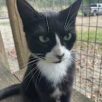 Thumbnail photo of Mittens #3