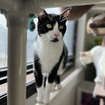 Thumbnail photo of Puddin #1