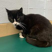 Thumbnail photo of Mittens #4