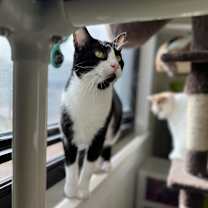 Thumbnail photo of Puddin #4