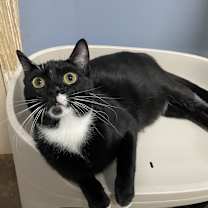 Thumbnail photo of Pip #1