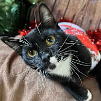Thumbnail photo of Pip #2