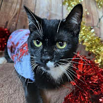 Thumbnail photo of Pip #3