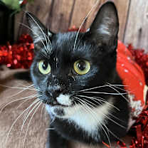 Thumbnail photo of Pip #4