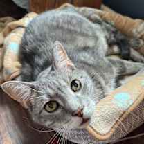 Thumbnail photo of Damien #2