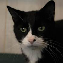 Thumbnail photo of Kramer #4