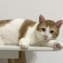 Thumbnail photo of Romeo Kuwait (bonded with Rahash Kuwait) #1