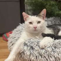 Thumbnail photo of Chex #1