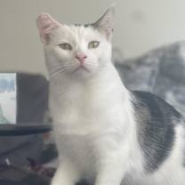 Thumbnail photo of Chex #2
