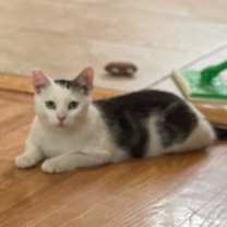 Thumbnail photo of Chex #4