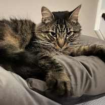 Thumbnail photo of Oliver #1