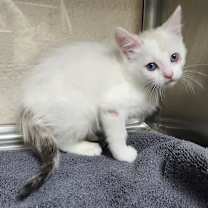 Thumbnail photo of Cloudberry #2