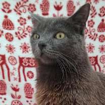 Thumbnail photo of Rocket #3