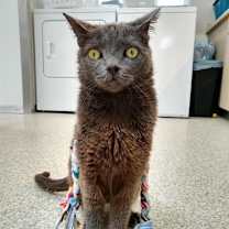 Thumbnail photo of Rocket #4
