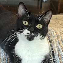 Thumbnail photo of Couch Potato #2