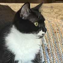 Thumbnail photo of Couch Potato #3