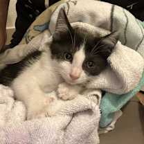 Thumbnail photo of Poke #2