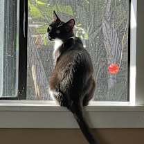 Thumbnail photo of Couch Potato #4
