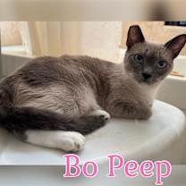 Thumbnail photo of Bo Peep #1