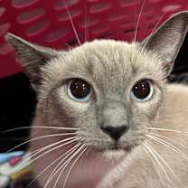 Thumbnail photo of Bo Peep #2