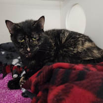 Thumbnail photo of Bianca #3