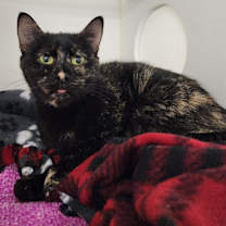 Thumbnail photo of Bianca #4