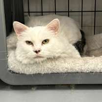 Thumbnail photo of Sugar #1