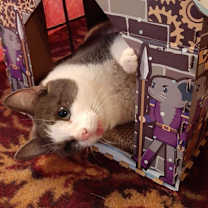 Thumbnail photo of Rutabaga #2