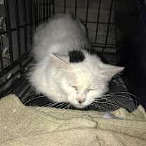Thumbnail photo of Sugar #3
