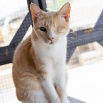 Thumbnail photo of Debbie - Working Cat #1