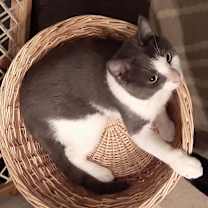 Thumbnail photo of Rutabaga #4