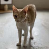 Thumbnail photo of Debbie - Working Cat #2