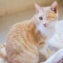 Thumbnail photo of Debbie - Working Cat #3