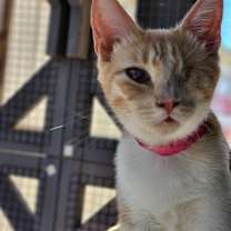 Thumbnail photo of Debbie - Working Cat #4