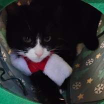 Thumbnail photo of Ebony #3