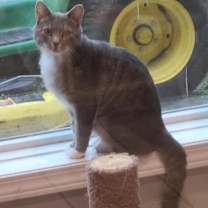 Thumbnail photo of Tom #1