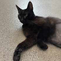 Thumbnail photo of Sadie #3