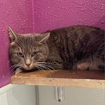 Thumbnail photo of Tom #2