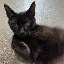 Thumbnail photo of Sadie #4